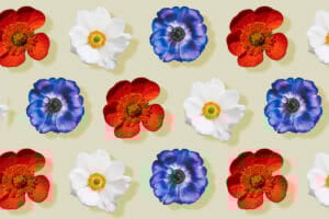 What Colors Do Anemone Flowers Come In