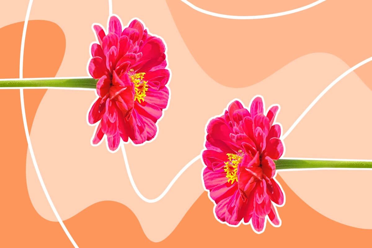 What Colors Do Zinnia Flowers Come In_