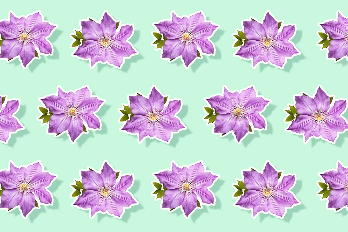 What Colors do Clematis Flowers Come in