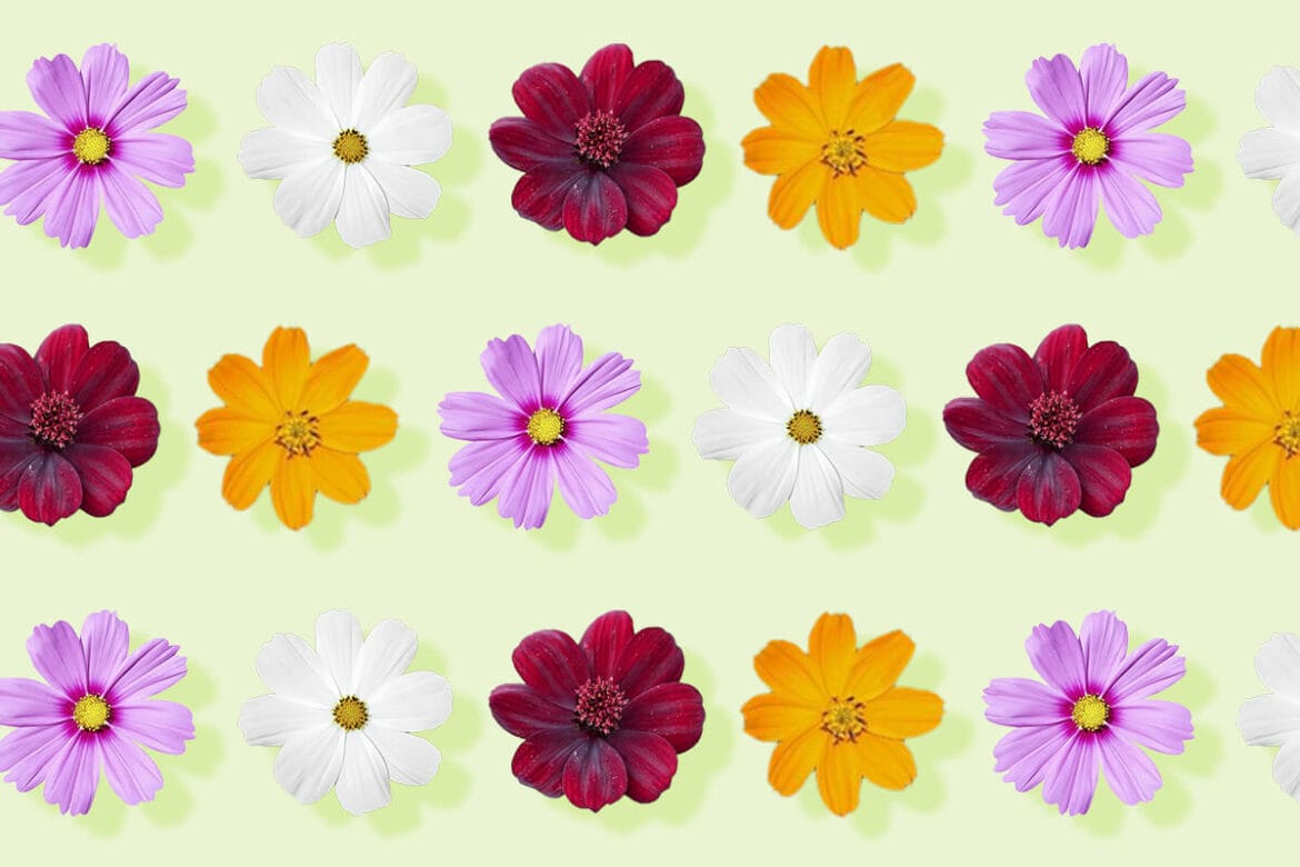 Cosmos Flowers in Every Hue: A Complete Color Guide - Petal Republic