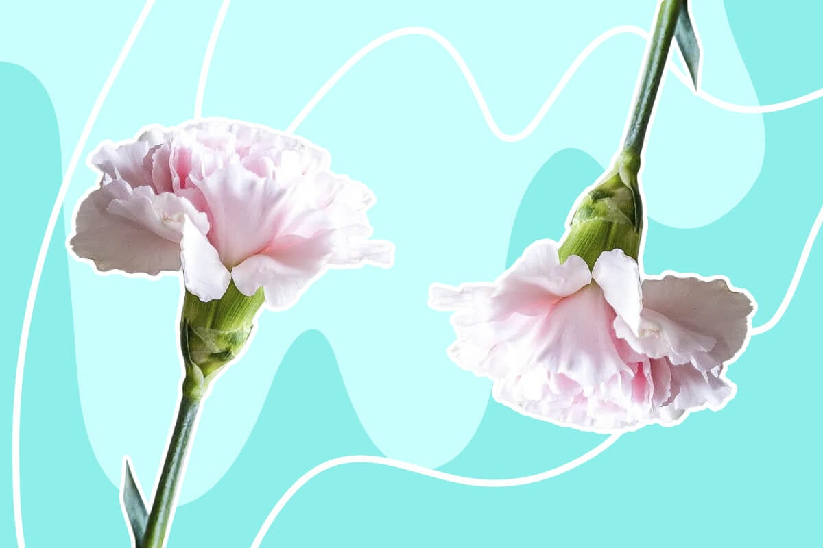 10 Fastest Growing Dianthus Flowers (Carnations)