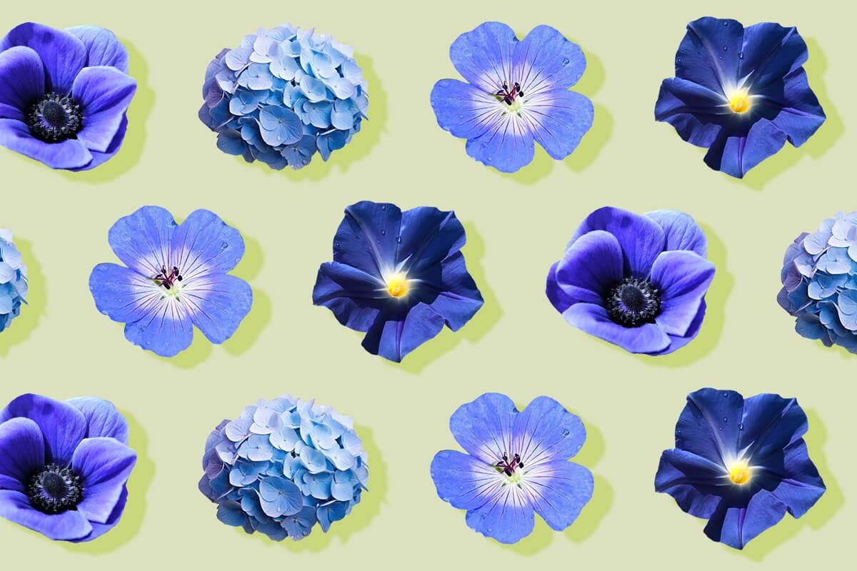 Types Of Blue Flowers Names