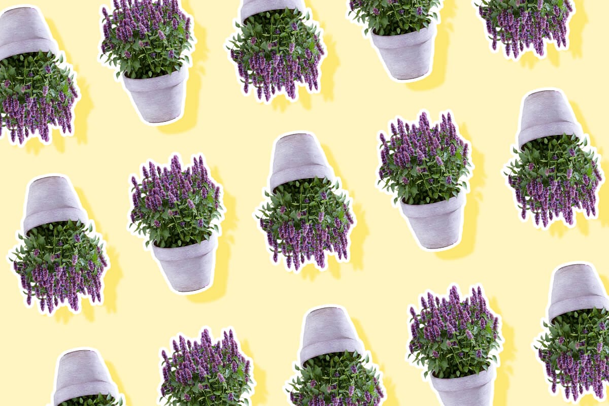 Amazing Agastache_ Ultimate Guide to Hummingbird Mint