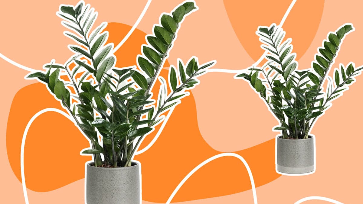 ZZ Plant Care: A Simple Guide for Healthy Growth - Petal Republic
