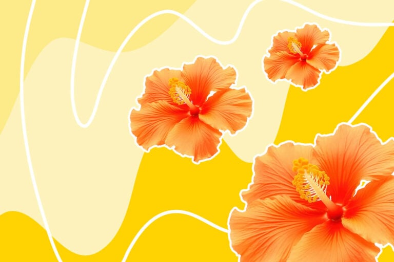 Beautiful Types of Orange Hibiscus Flowers