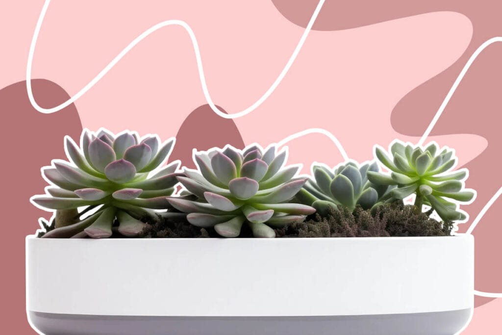 Best Types of Flowers and Plants for Housewarming Gifts
