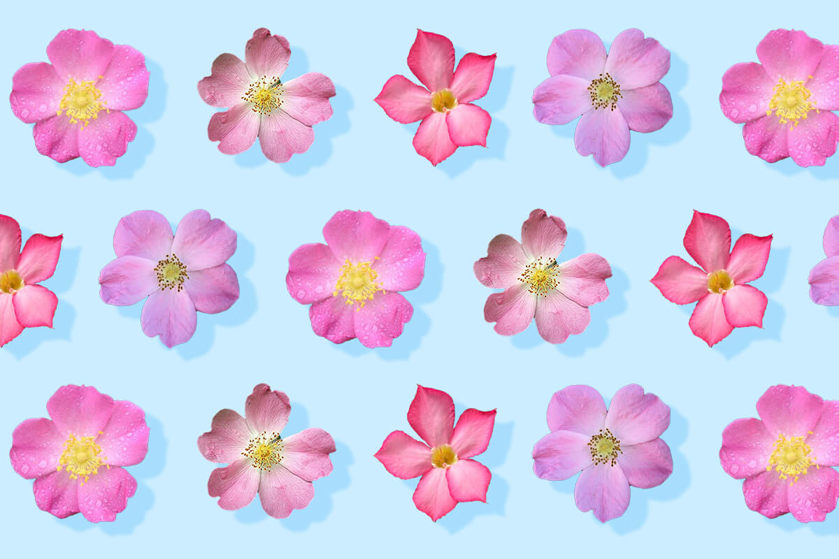 Best Types of Native North American Roses