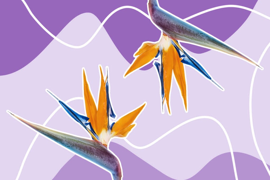 Bird of Paradise Plant Care at Home (Essential Guide)