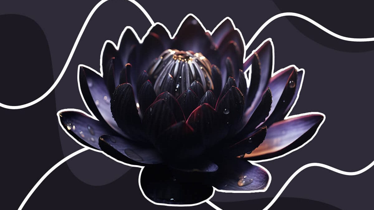 The Black Lotus: Beauty, Mystery, and Symbolic Depth - Petal Republic
