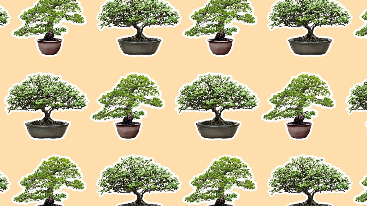bonsai rosenheim Bonsai Acer Little Princess – Bonsai winkel
