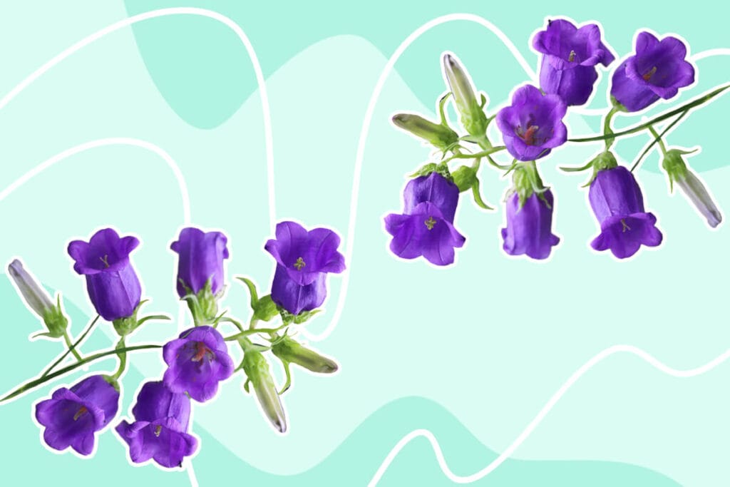 Canterbury Bells (Campanula medium) Flower Meaning