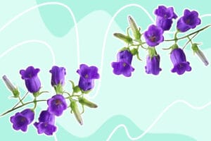 Canterbury Bells (Campanula medium) Flower Meaning
