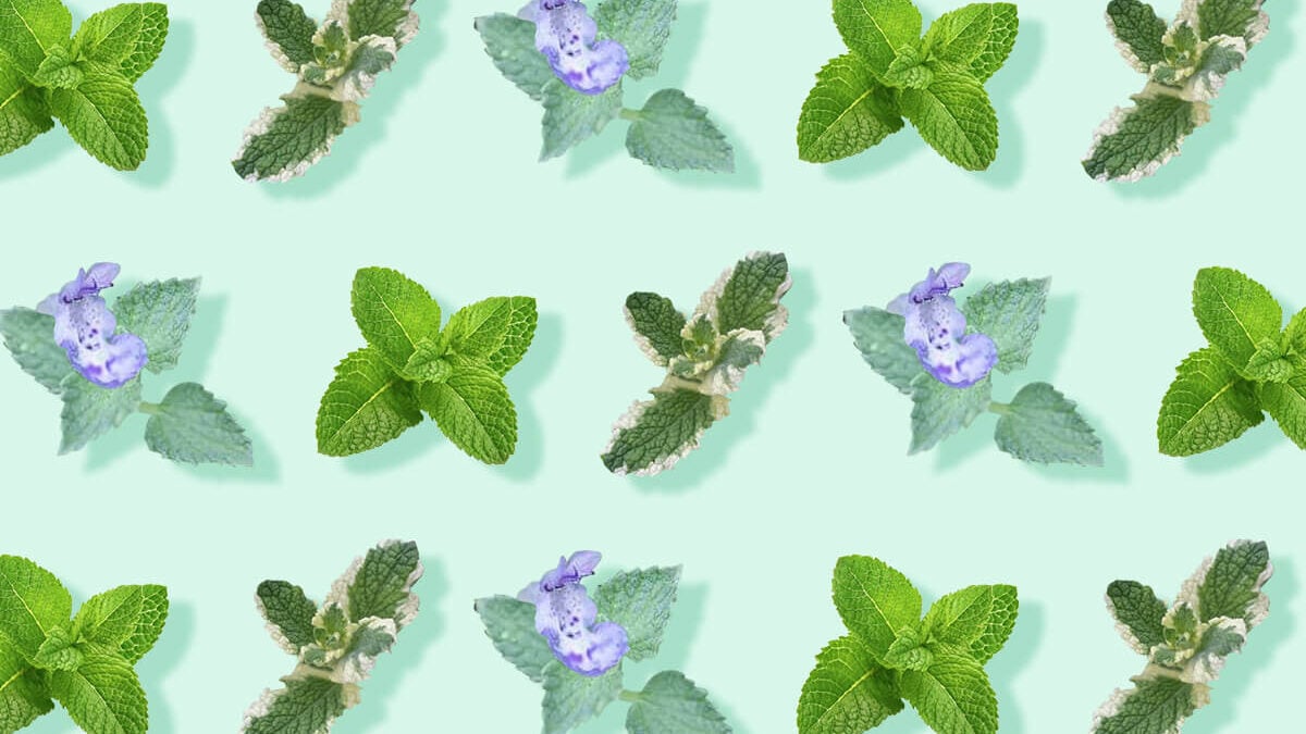 20 Popular Types of Mint to Grow at Home - Petal Republic