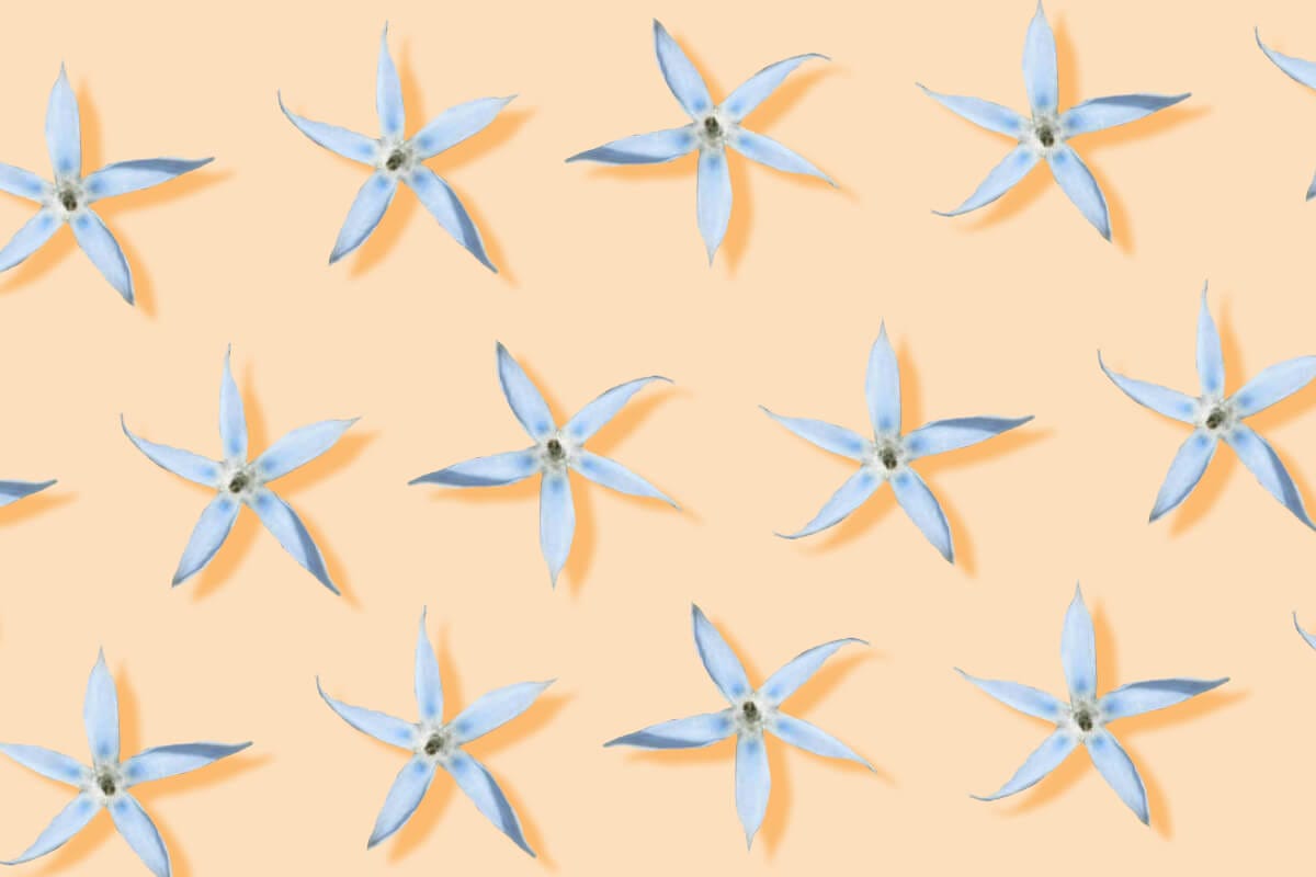 How To Grow Blue Star Flowers (Amsonia tabernaemontana)