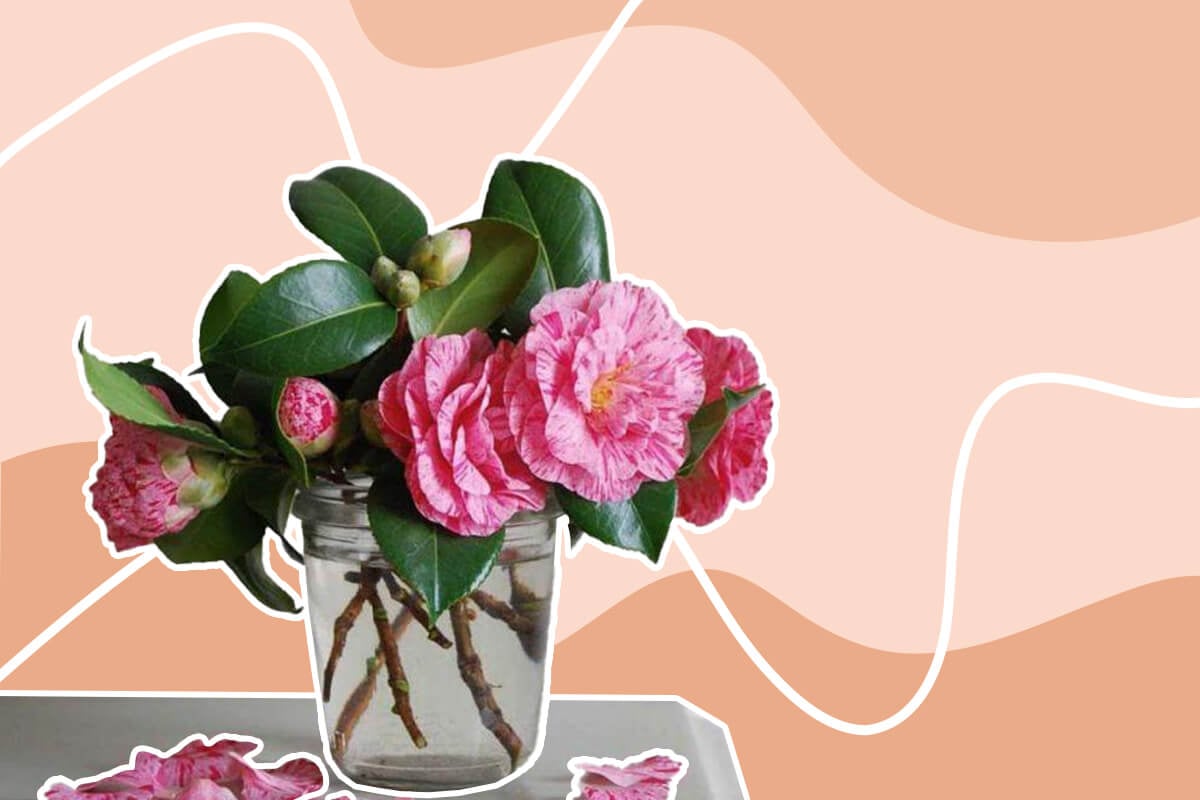 How to Cut Camellias for a Vase or Bouquet Arrangement