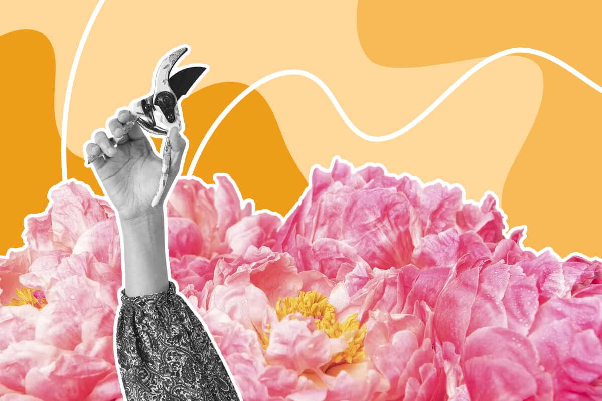 How to Cut Peony Flowers for a Vase or Bouquet