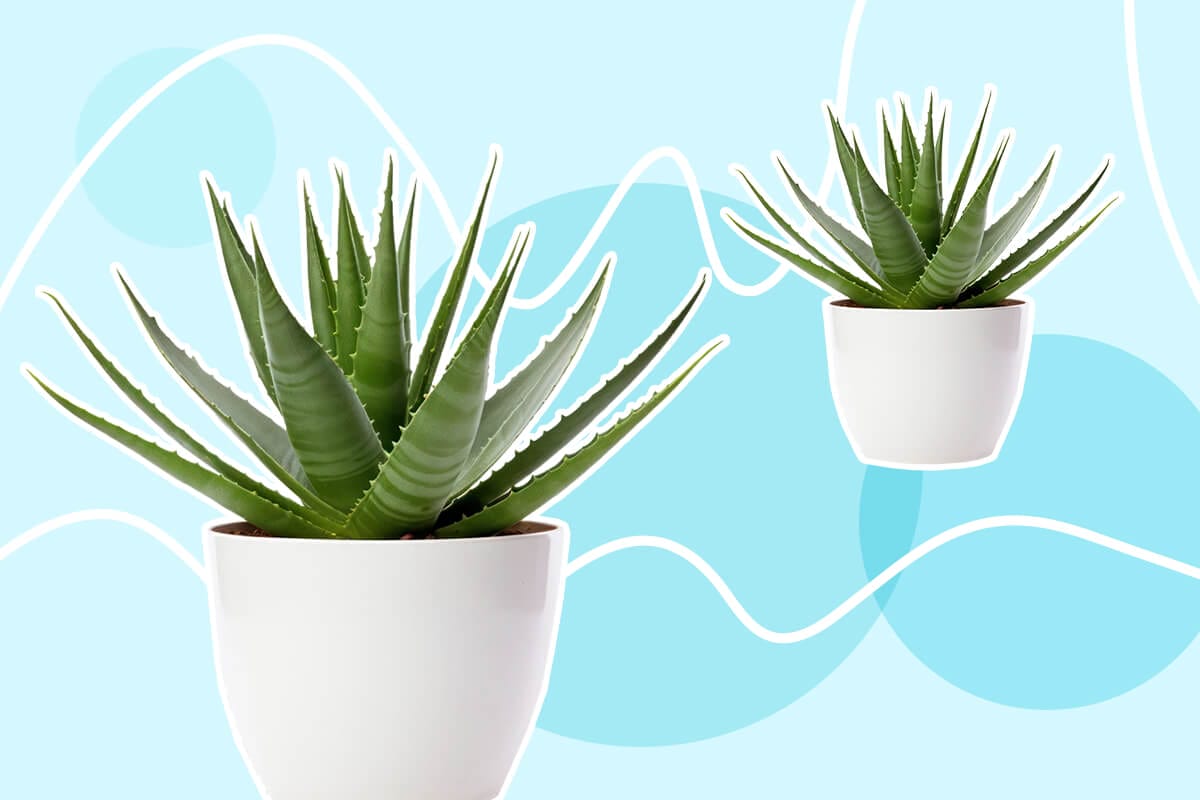 How to Grow Aloe Vera Plants Successfully at Home