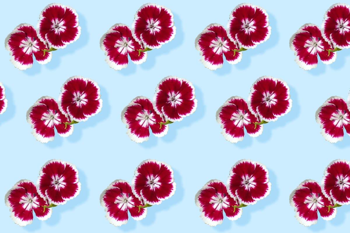 How to Grow Dianthus chinensis (Chinese Pink)