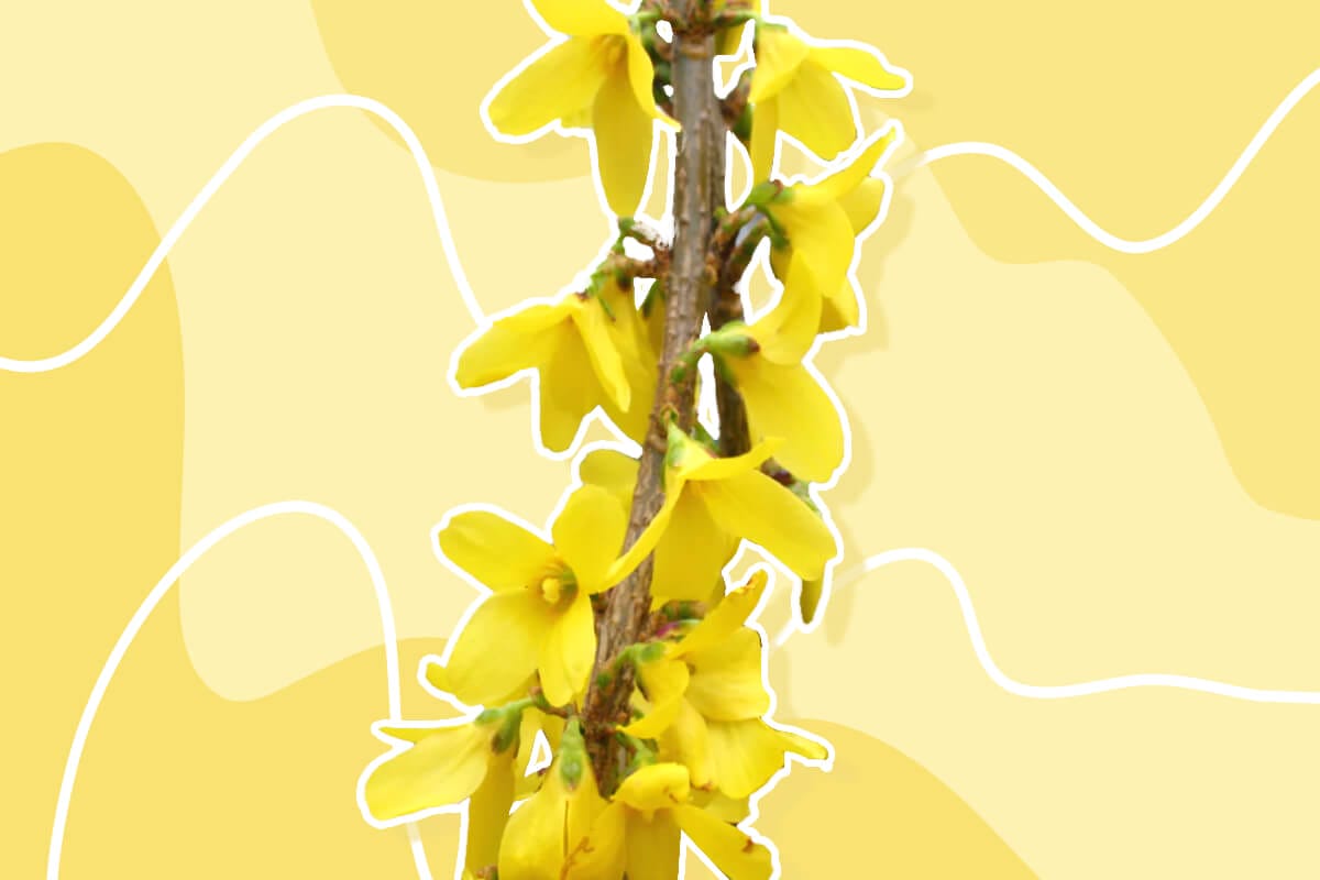 How to Grow Forsythia Lynwood Gold at Home