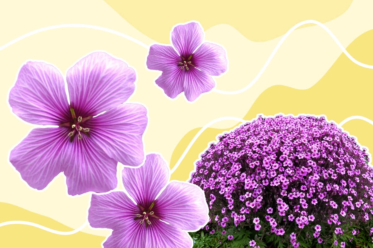How to Grow Geranium maderense (Madeira cranesbill)