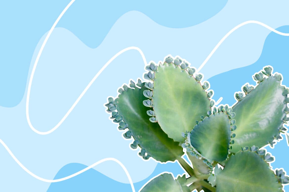Kalanchoe Pinnata Plant Care Essentials - Petal Republic