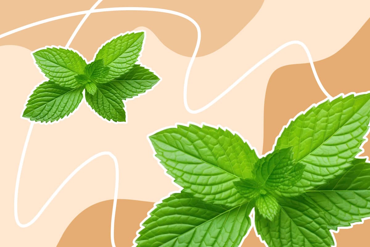 How to Grow Mint Indoors (Essential Tips)