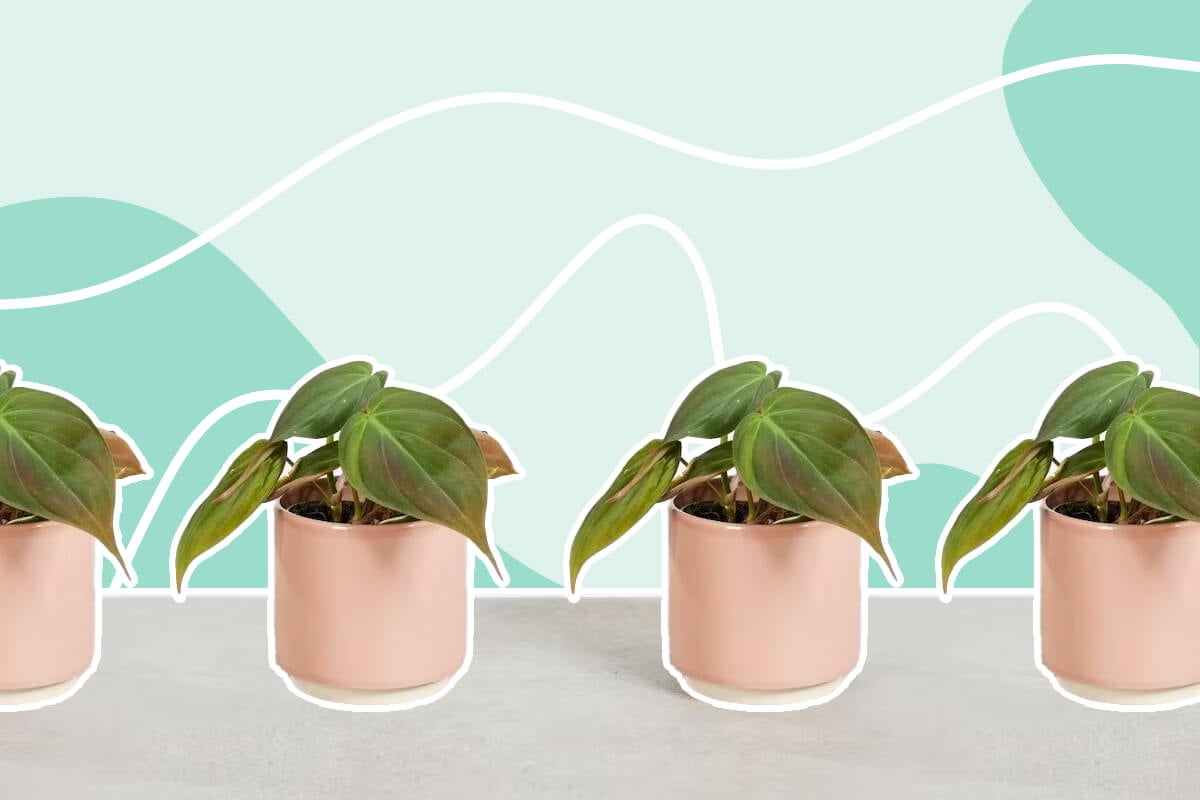 How to Grow Philodendron Micans (Essential Tips!)