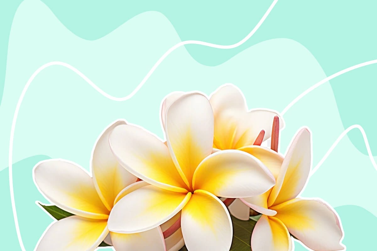 How to Grow Plumeria (Frangipani)