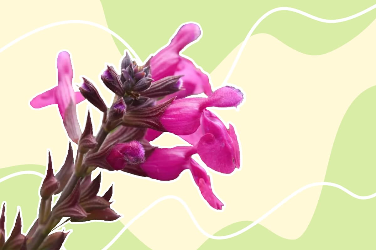How to Grow Salvia greggii (Autumn sage)
