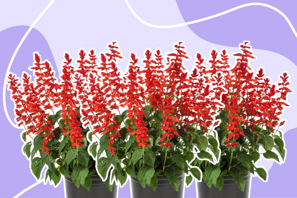 How to Grow Scarlet Sage (Salvia splendens)