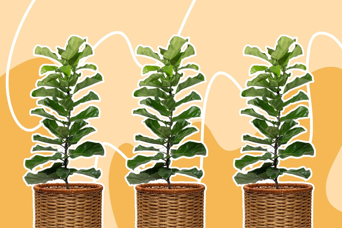 How to Grow a Fiddle Leaf Fig Tree at Home