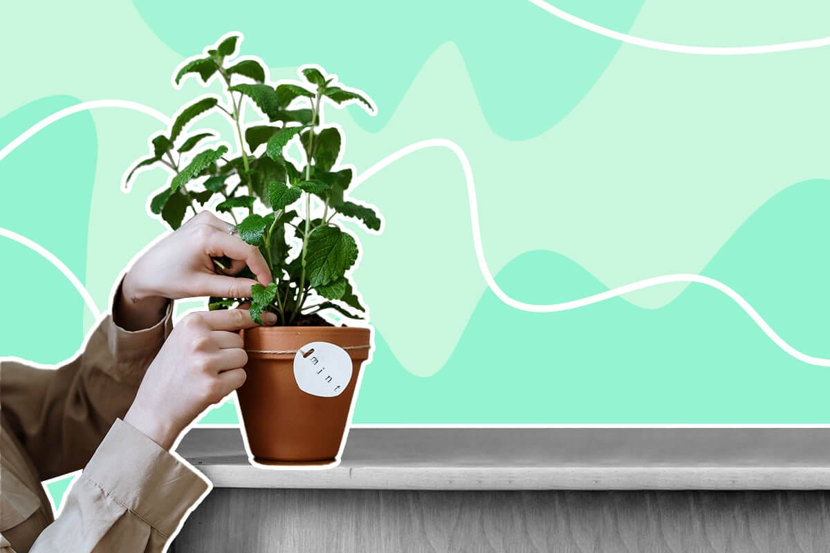 How to Grow and Care For Apple Mint at Home