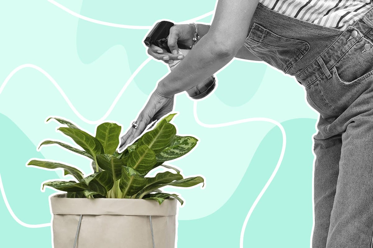 How to Grow and Care for Calathea Medallion
