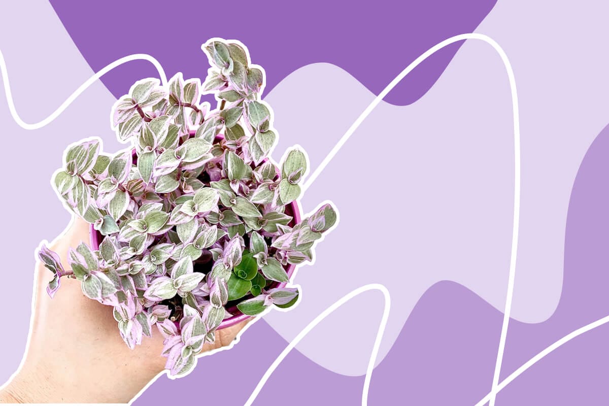 How to Grow and Care for Callisia repens (Turtle Vine)