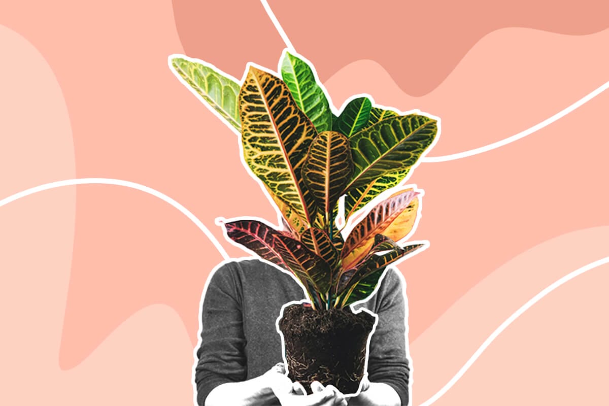 How to Grow and Care for Croton Plants at Home