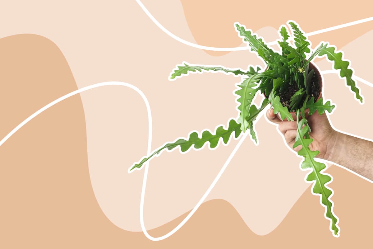 How to Grow and Care for Fishbone Cactus (Epiphyllum anguliger)