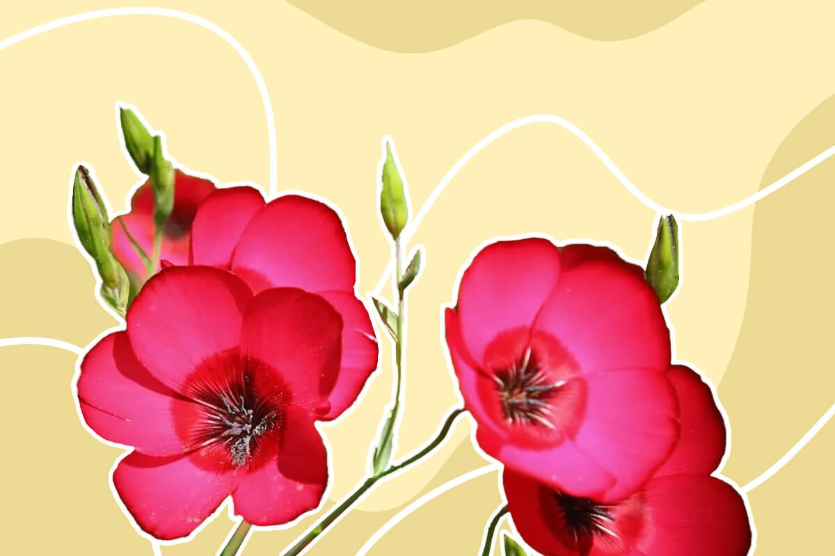 How to Grow and Care for Linum Grandiflorum (Red Flax)