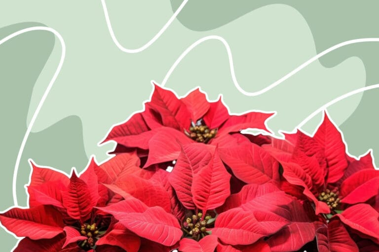 How to Grow and Care for Poinsettias (Essential Tips)