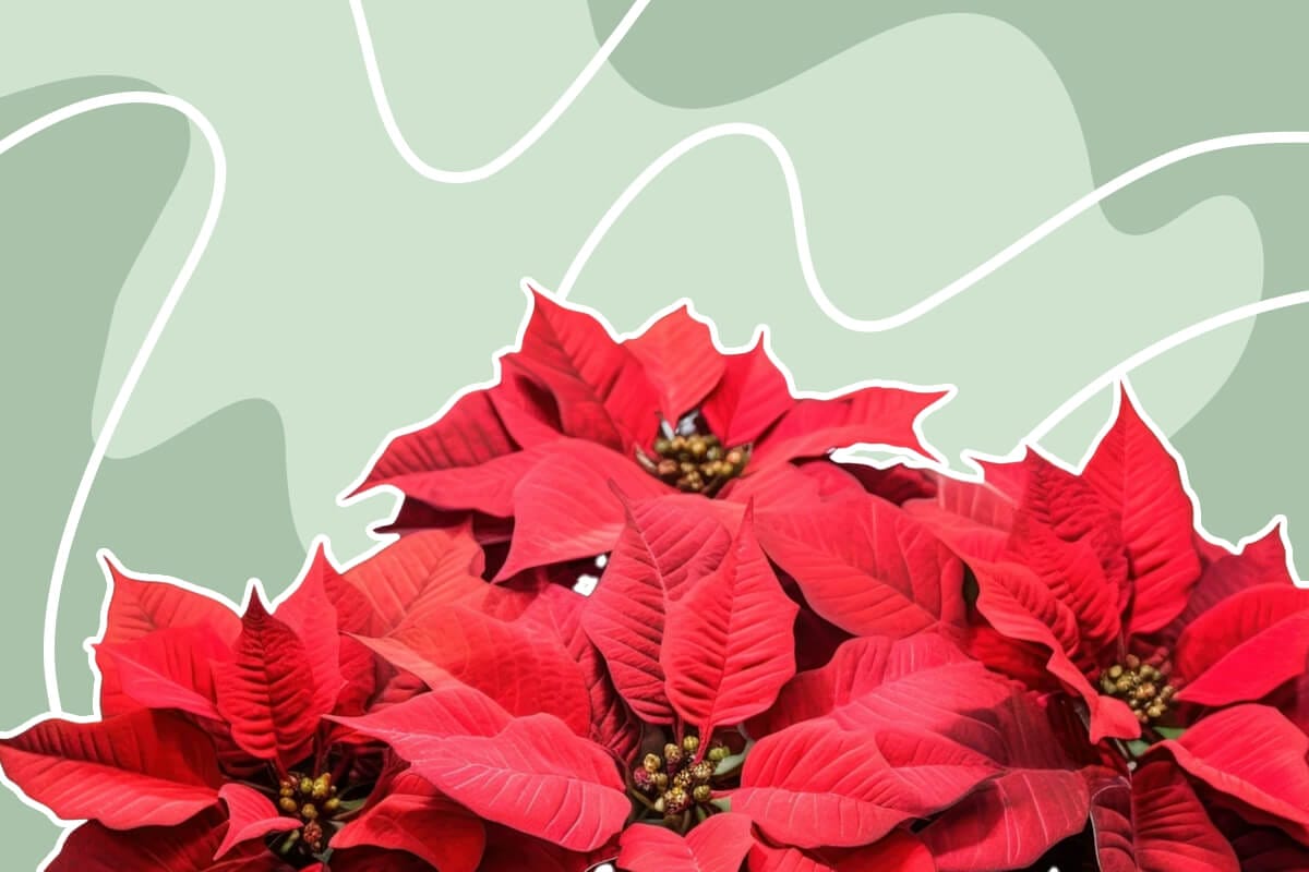 How to Grow and Care for Poinsettias (Essential Tips)