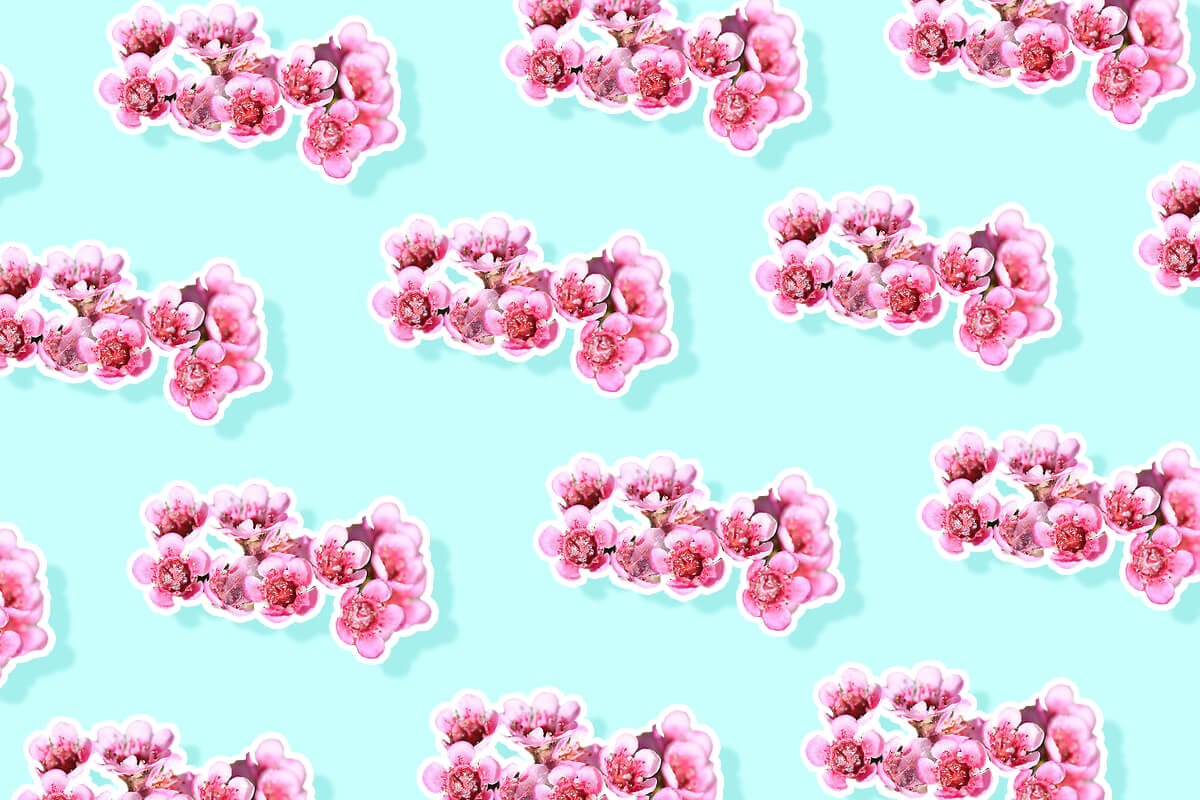How to Grow and Care for Waxflowers (Chamelaucium)