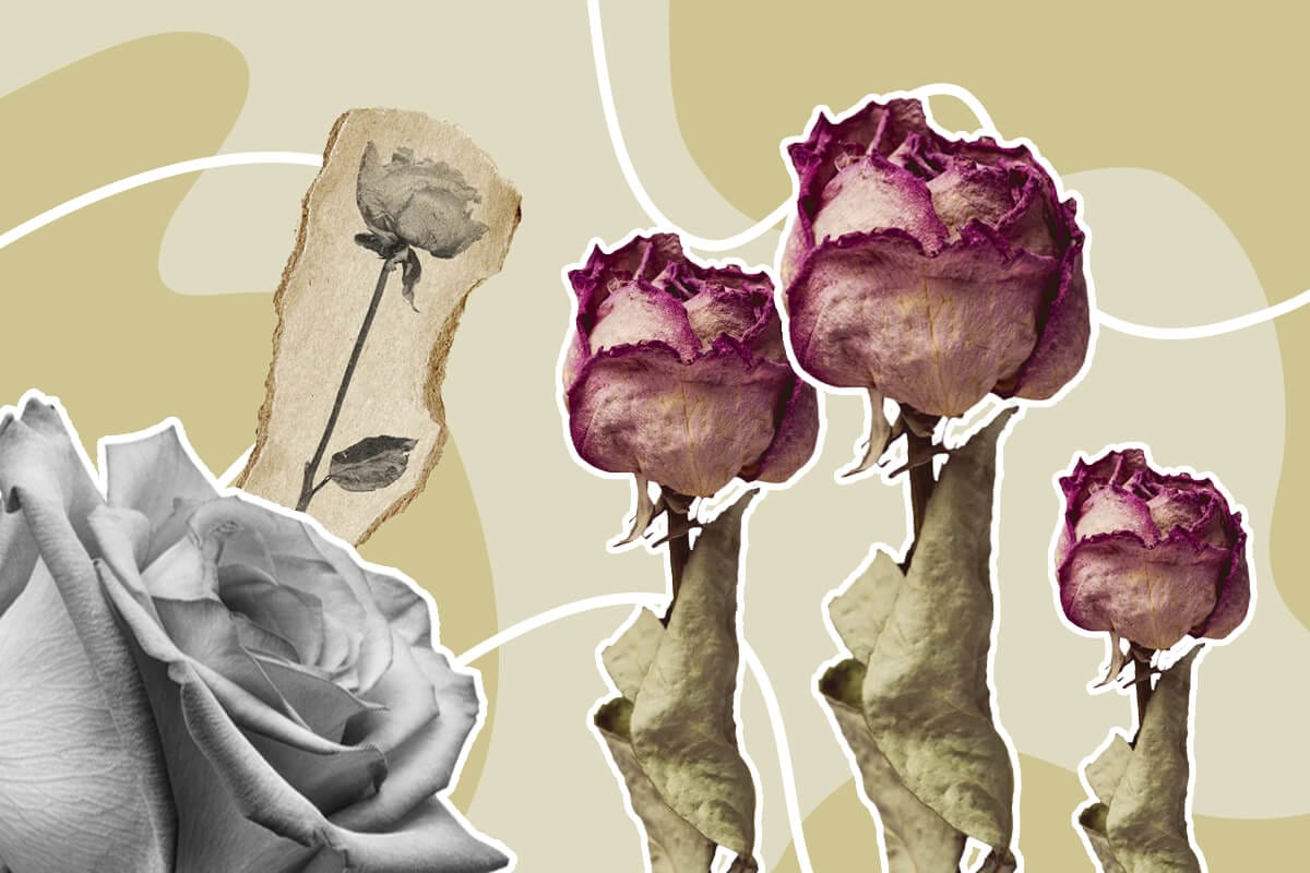 How to Press Roses_ 3 Fun and Easy Methods