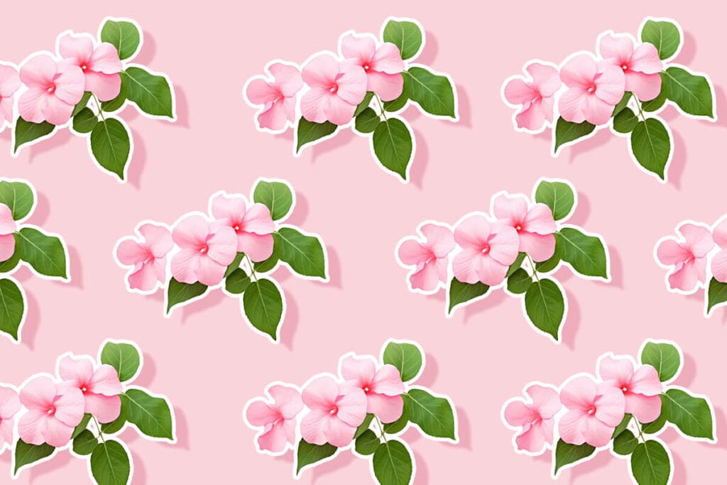 Impatiens Flower Meaning, Symbolism, Uses