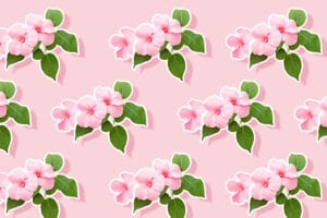 Impatiens Flower Meaning, Symbolism, Uses