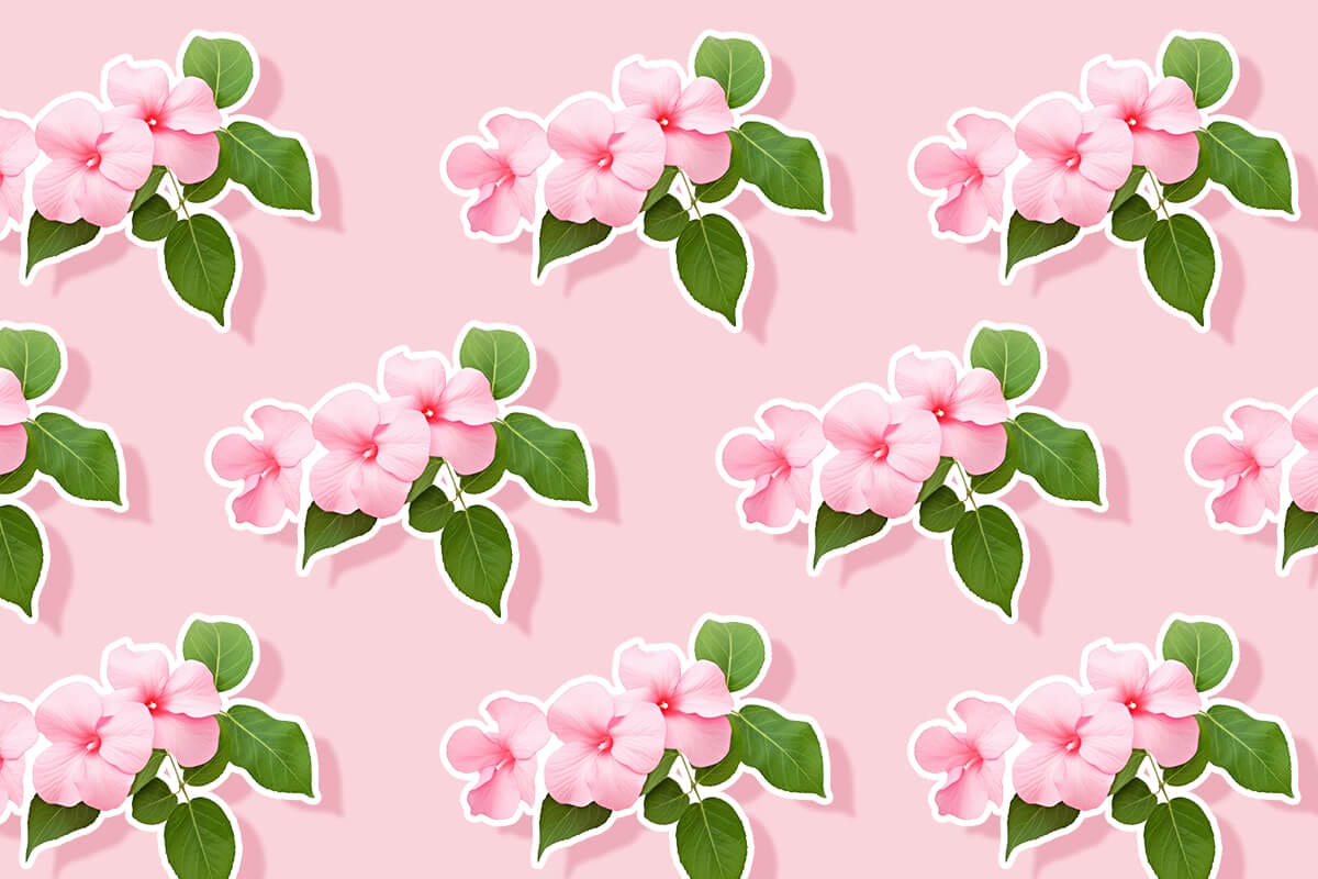 Impatiens Flower Meaning, Symbolism, Uses