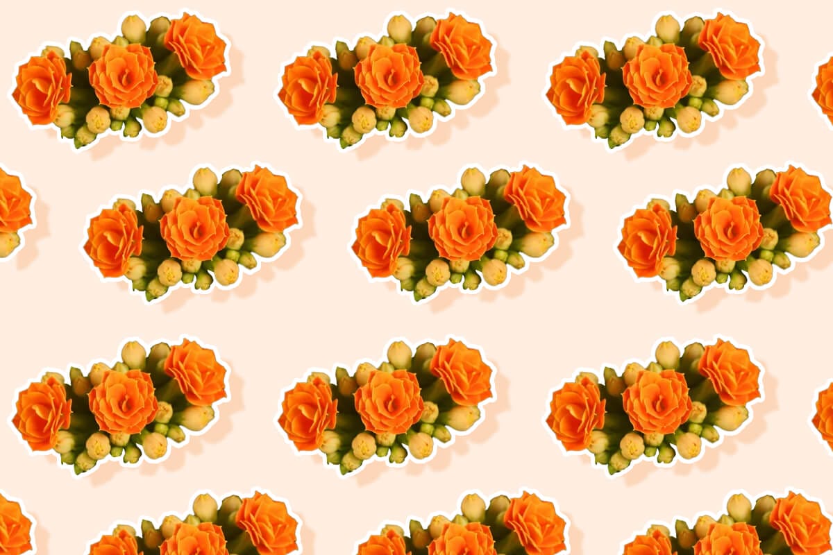 Kalanchoe Meaning, Symbolism, Myths, Folklore, and Cultural Significance