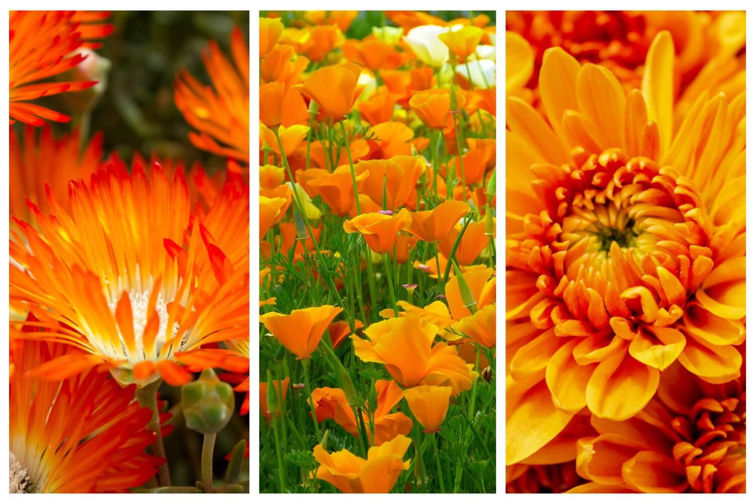 Beautiful orange flowers in bloom