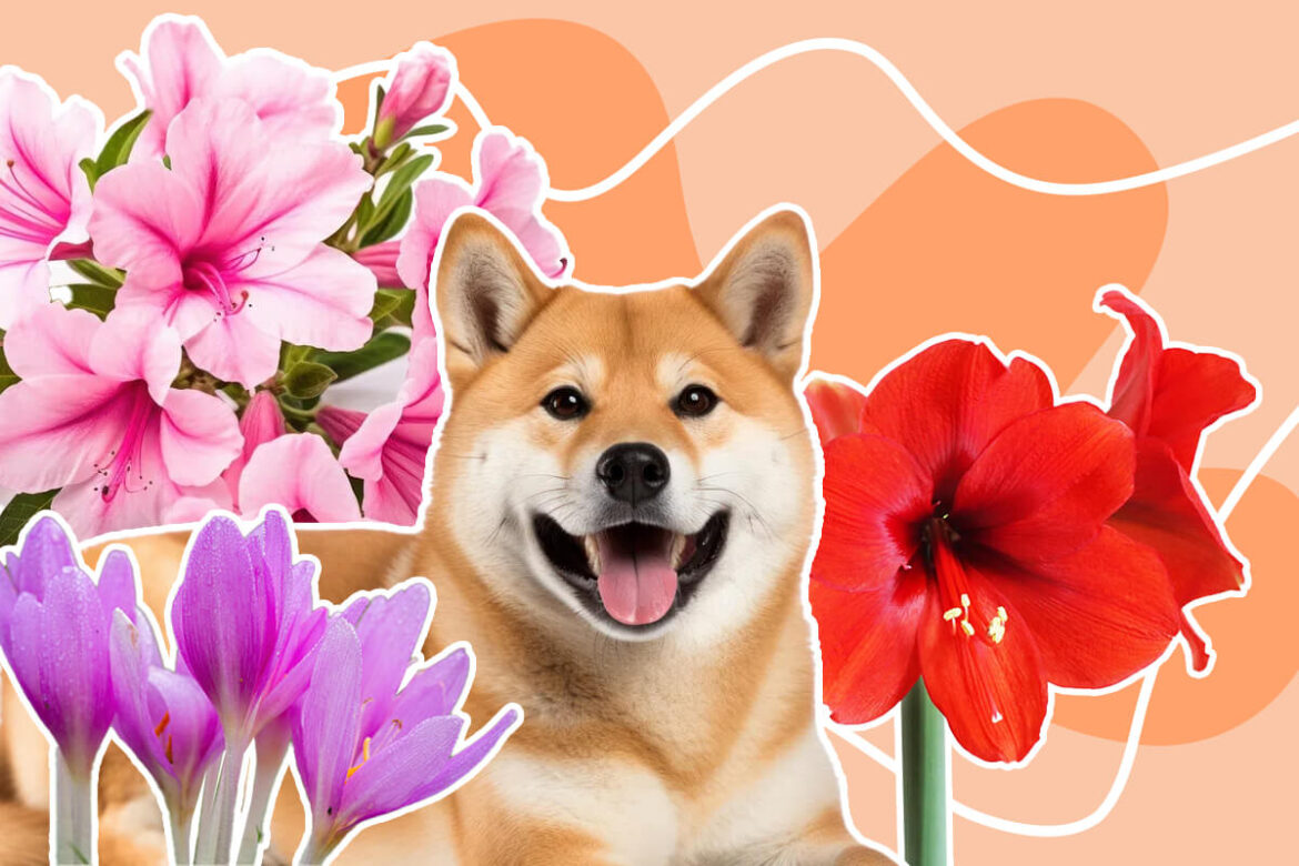 View of 30 Common Flowers That Are Toxic to Pets - Petal Republic