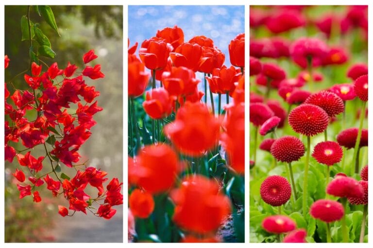 Beautiful Types of Red Flowers