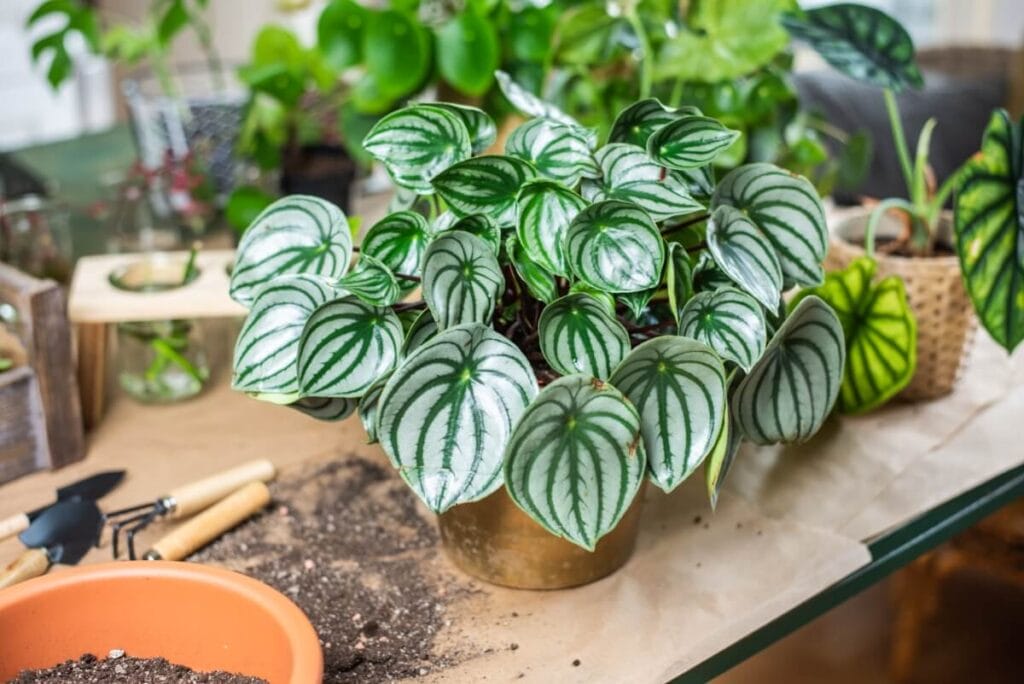 A watermelon peperomia plant on a table being prepared to be repotted