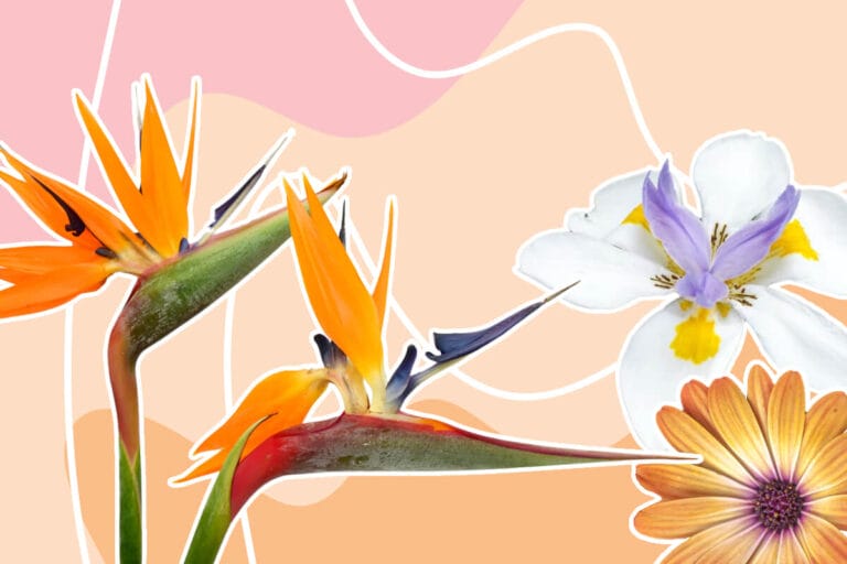 Stunning Native African Flowers and Wildflowers